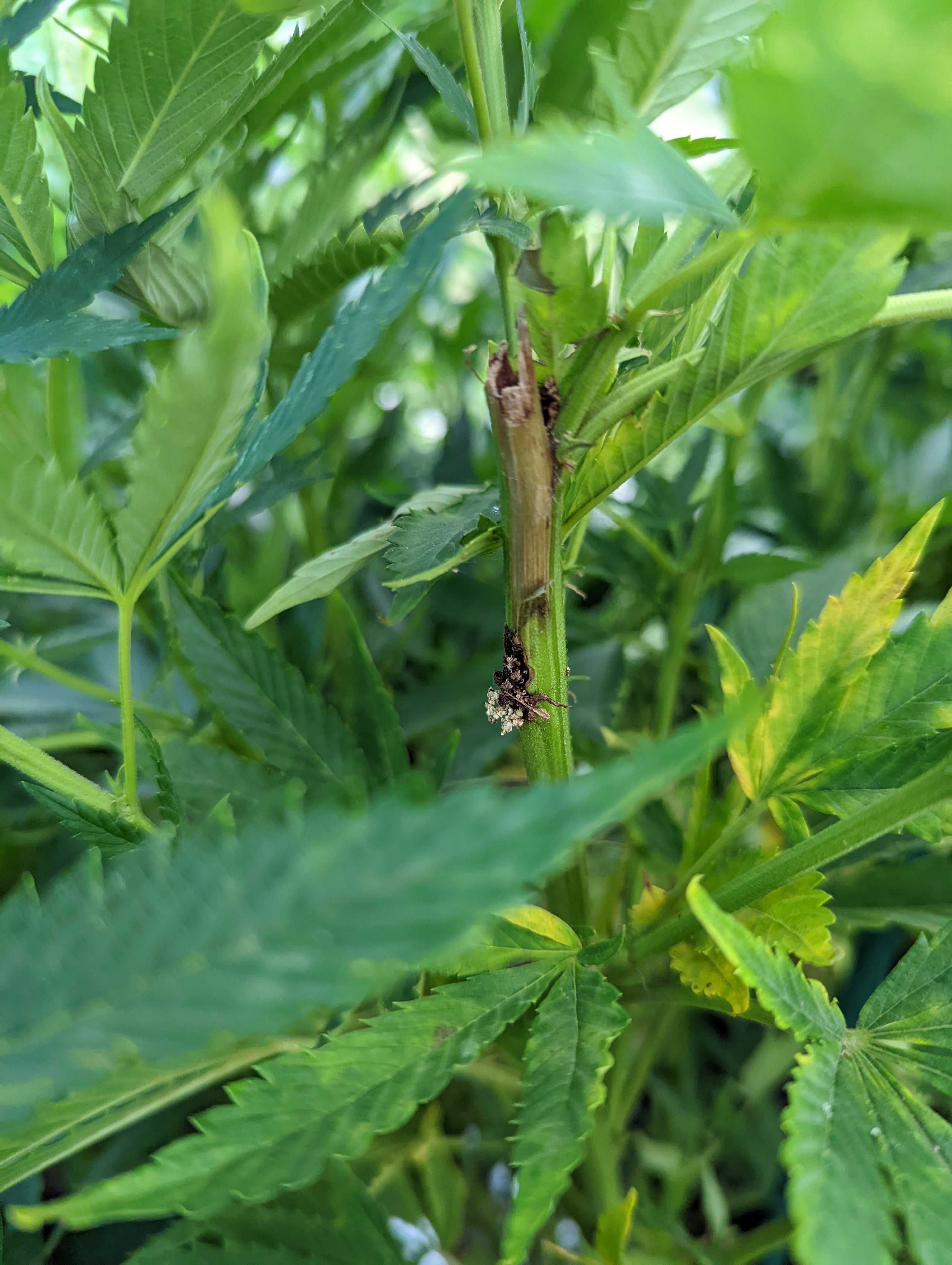 Hemp borer moth damage