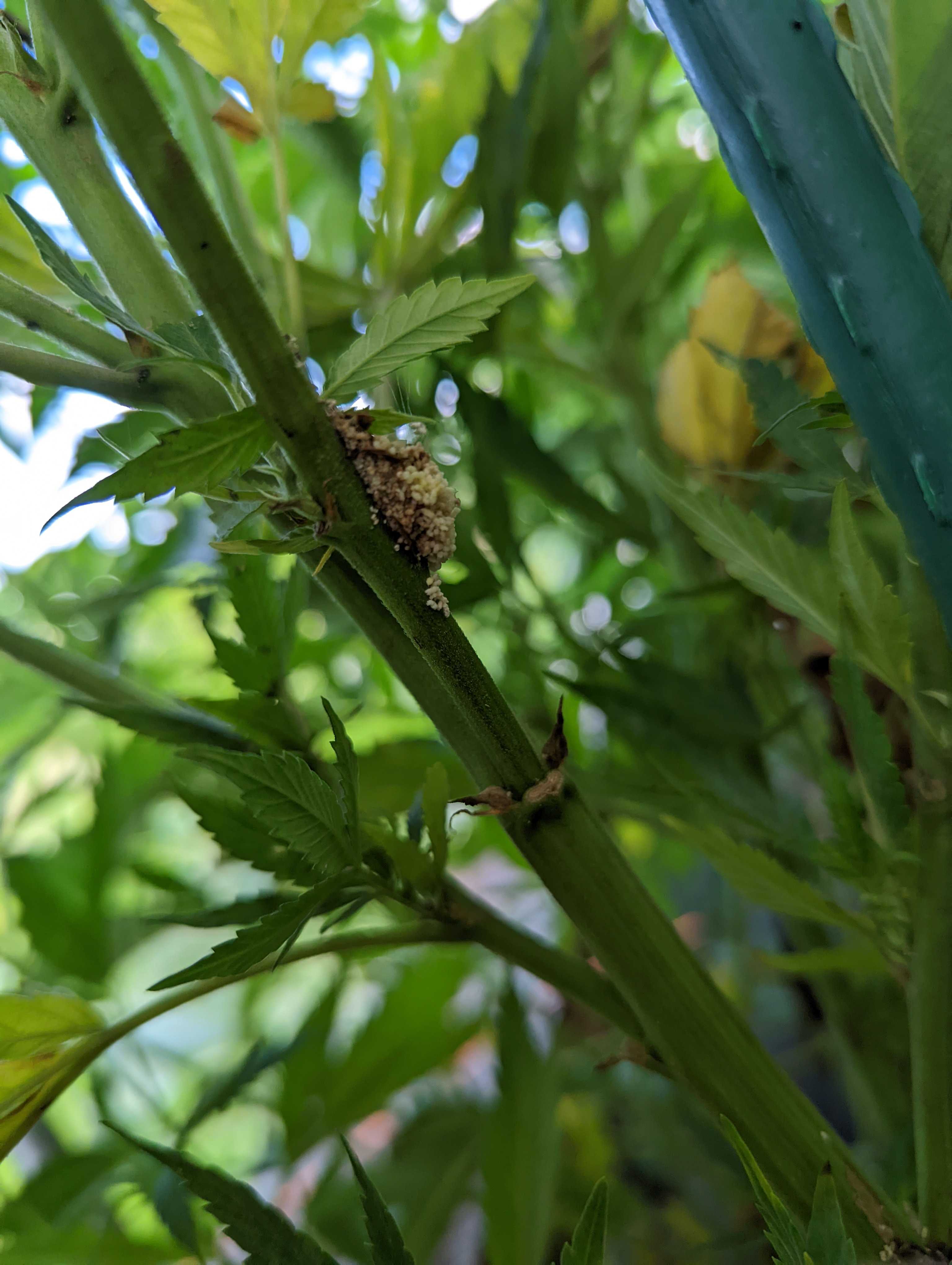 Hemp borer moth damage