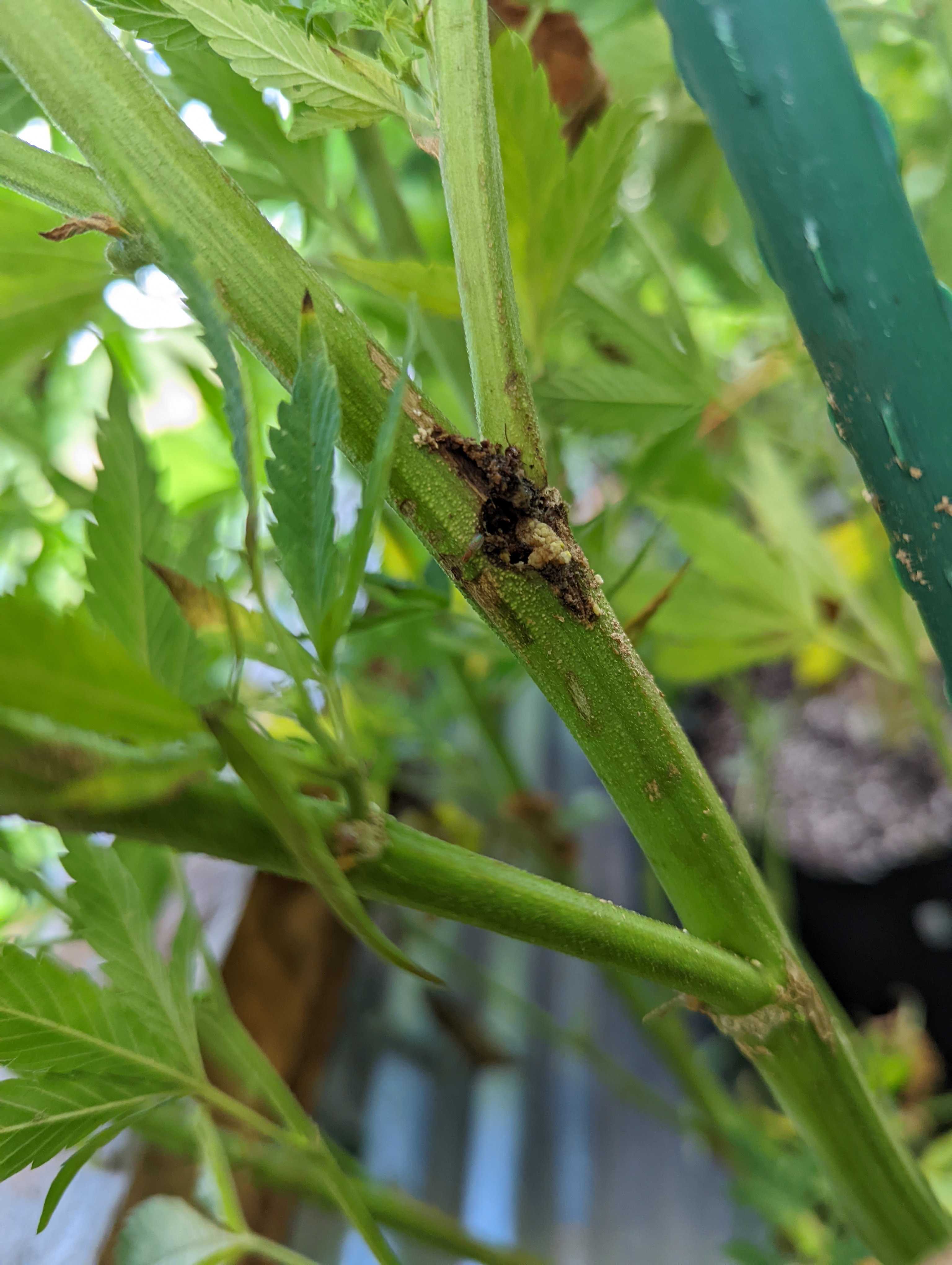 Hemp borer moth damage