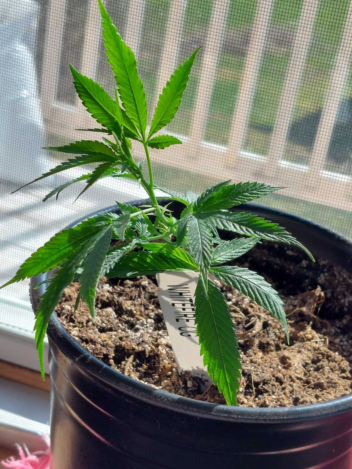 White Fire OG strain clone