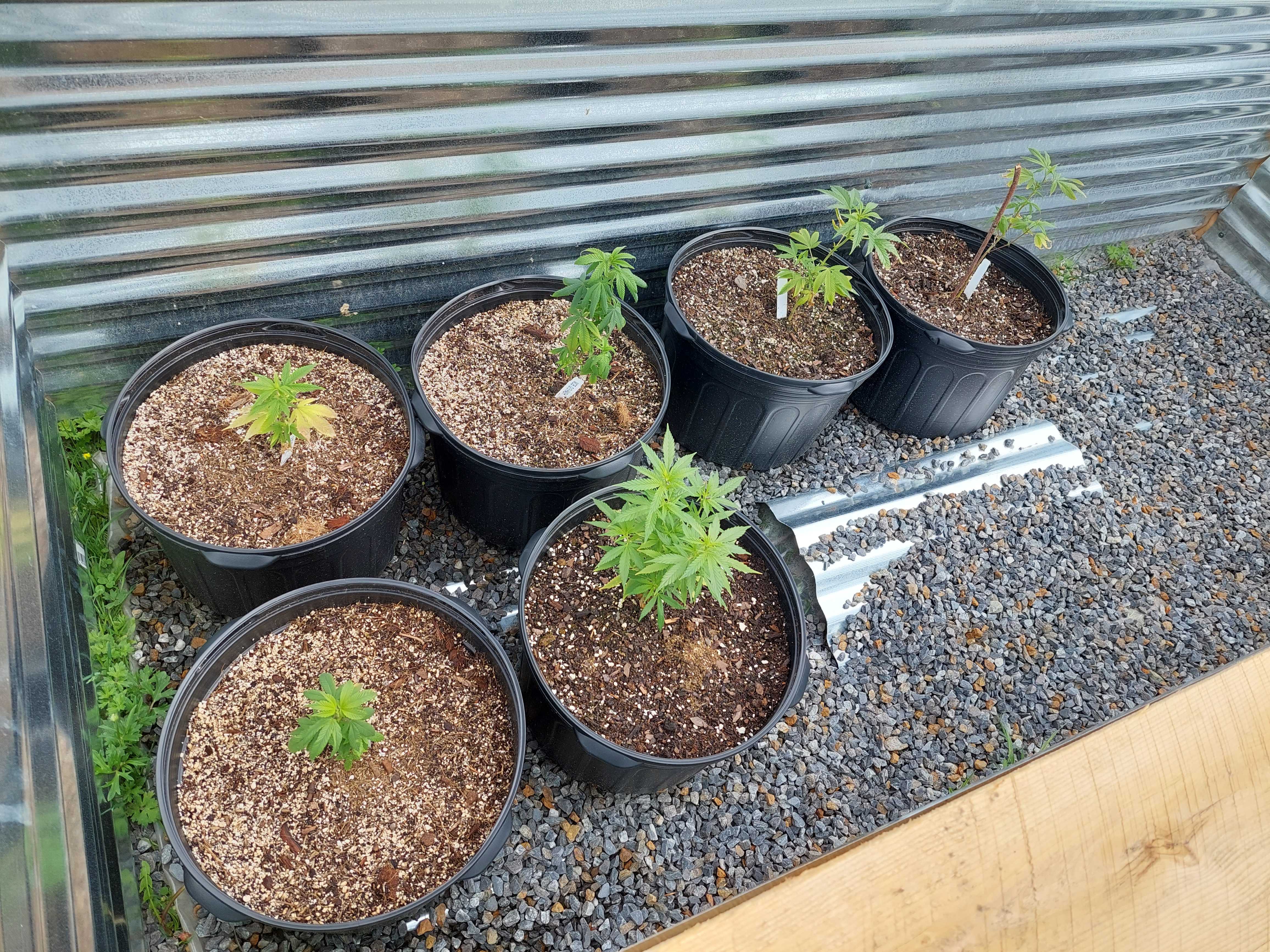 First transplant of my clones