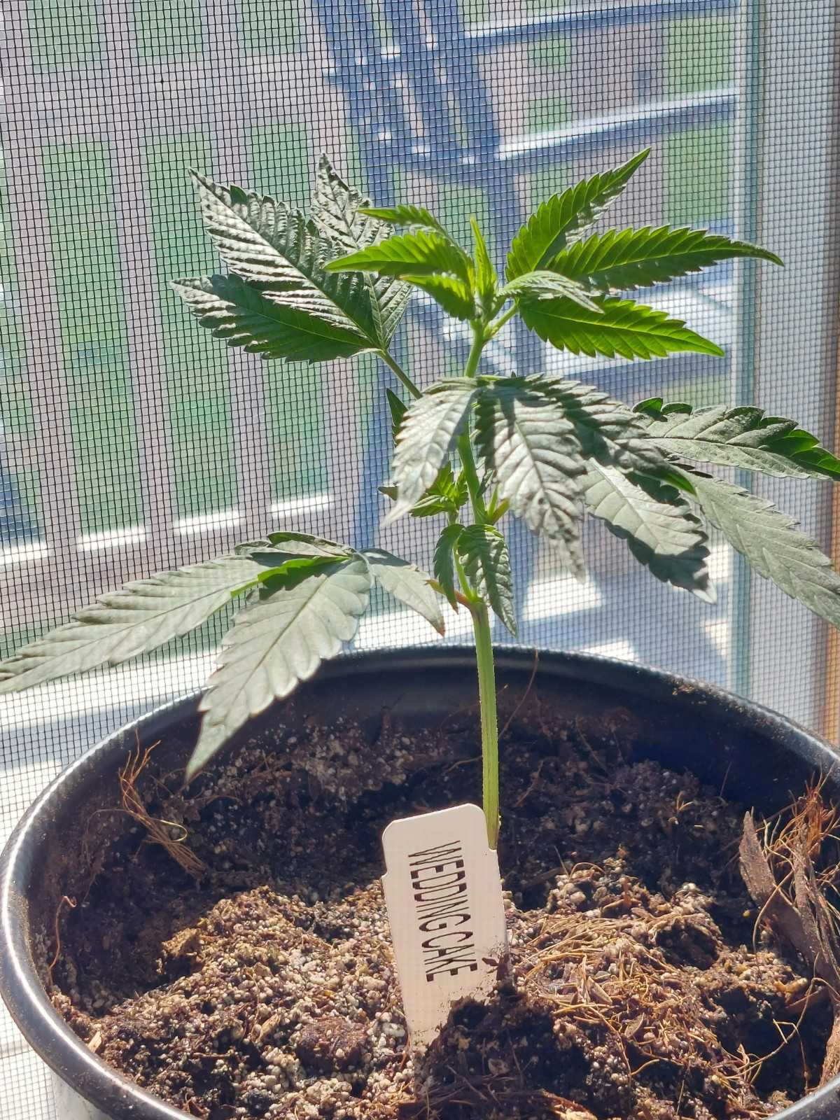 Wedding Cake strain clone