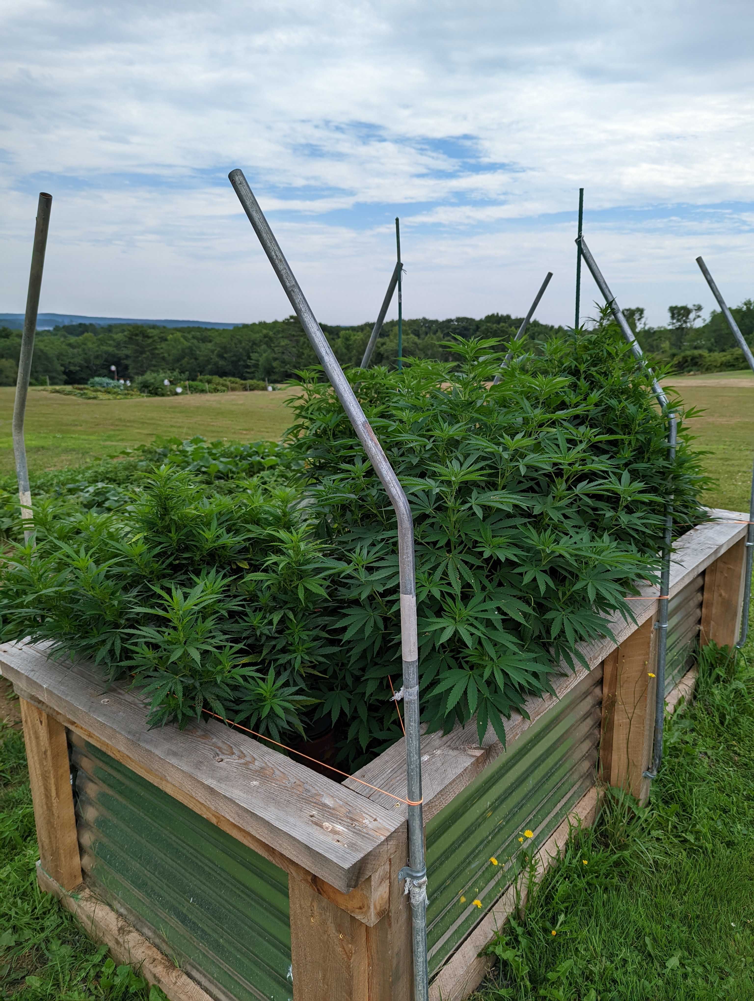 August outdoor cannabis growth
