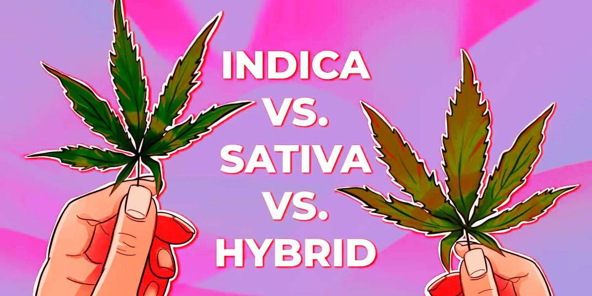 Sativa Vs Indica Vs Hybrid : The Cannabis Showdown