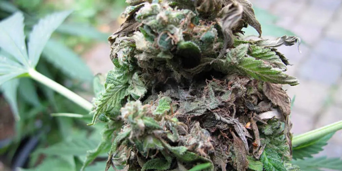 A Comprehensive Guide on Preventing Cannabis Bud Rot: Ensuring Healthy and Robust Harvests